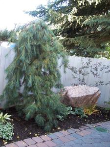 gallery/medium/0 (22)-Landscaper-Sun-Valley-Idaho.jpg